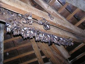 kolónia Myotis myotis