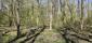 Vrana popolavá (29.4.2026)