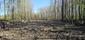 trasochvost biely (29.4.2026)