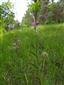 Suchomilné travinnobylinné a krovinové porasty na vápnitom podloží (*dôležité stanovištia Orchideaceae) (7.6.2015)