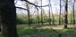 Vrana popolavá (26.4.2026)