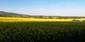 trasochvost biely (26.4.2026)