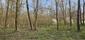 Vrana popolavá (26.4.2026)