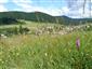 Suchomilné travinnobylinné a krovinové porasty na vápnitom podloží (*dôležité stanovištia Orchideaceae) (20.6.2015)