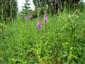Suchomilné travinnobylinné a krovinové porasty na vápnitom podloží (*dôležité stanovištia Orchideaceae) (20.6.2015)