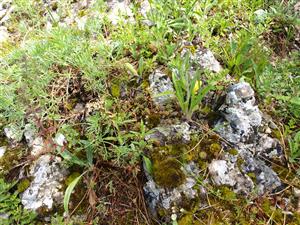 detail spoločenstva