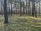 brhlík lesný (obyčajný) (25.4.2026)
