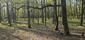 Hrdlička poľná (2.5.2026)