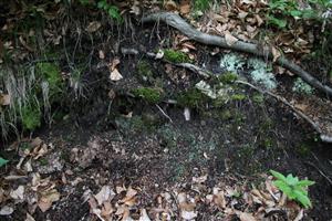 porost Mannia triandra