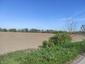 Vrana popolavá (25.4.2026)