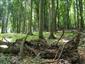 plocháč červený (20.6.2015)