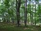 plocháč červený (20.6.2015)