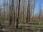 trasochvost biely (26.4.2026)