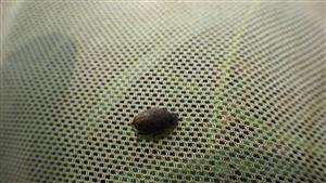 Spercheus emarginatus