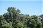 plocháč červený (29.8.2014)
