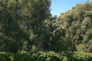 Fotografia zachytáva biotop Osmoderma eremita.