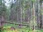 Brezové, borovicové a smrekové lesy na rašeliniskách (11.6.2015)