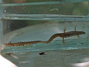 Lissotriton vulgaris