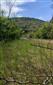 jašterica zelená (6.5.2026)