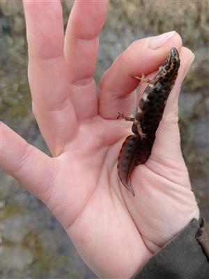 triturus vulgaris