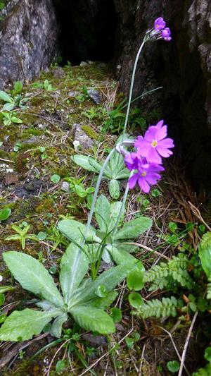 Primula halleri subs. platyphylla v skalnom zľabe v TML