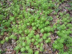 Galium odoratum v podrostu.