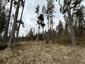Mlynárka dlhochvostá (1.5.2026)