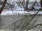 kačica divá (13.2.2026)