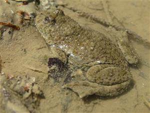 Bombina variegata