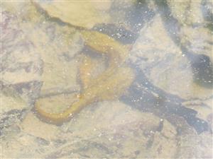 Triturus montandoni
