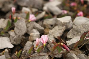 Convolvulus arvensis