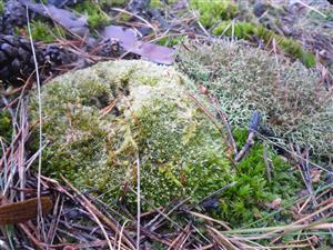 druh Leucobryum glaucum na lokalitě