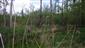 potápnik dvojčiarový (7.5.2015)