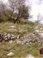 jašterica múrová (24.5.2014)