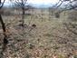 jašterica bystrá (25.4.2015)