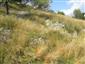 jašterica múrová (5.7.2014)