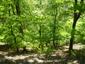 Žltochvost lesný ( hôrny) (29.4.2026)