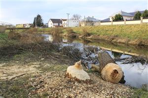 Dokonalý ohryz na vŕbe v centre SNINY