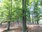 Kyslomilné bukové lesy (28.5.2015)