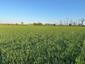 trasochvost biely (18.5.2026)
