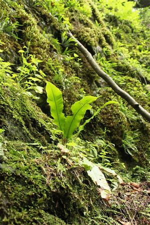 Phyllitis scolopendrium