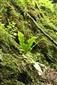 Phyllitis scolopendrium