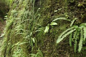 Asplenium trichomanes a A. viride