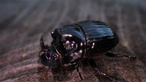 TMP (Copris lunaris)