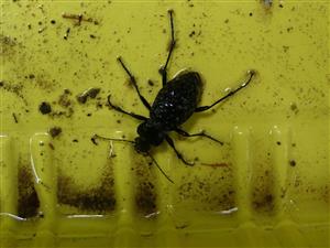 Carabus variolosus