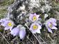 Pulsatilla grandis - trs