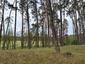 trasochvost biely (17.5.2026)