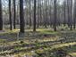 Žltochvost lesný ( hôrny) (17.5.2026)