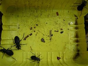 Carabus coriaceus, Carabus hortensis