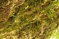 Asplenium trichomanes a machová vrstva na lokalite